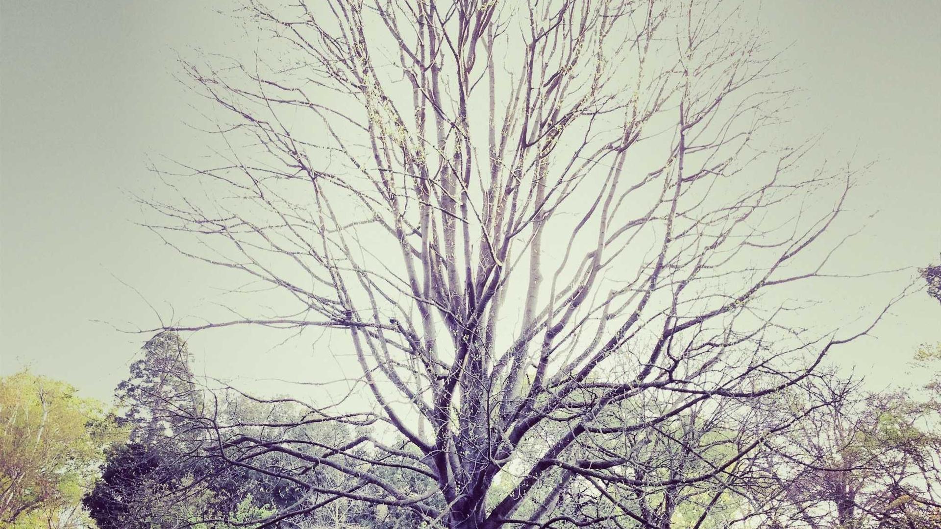 从需求到交付，全流程可视化